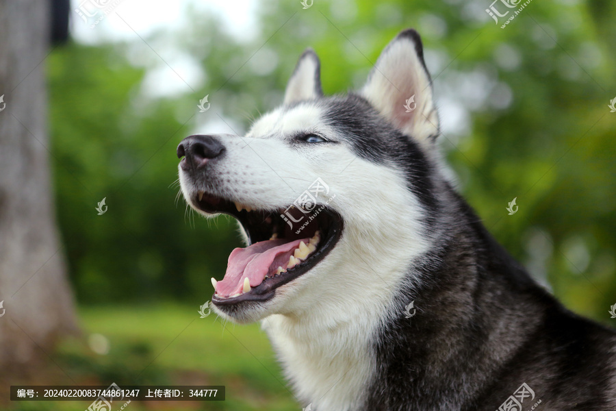 宠物犬哈士奇