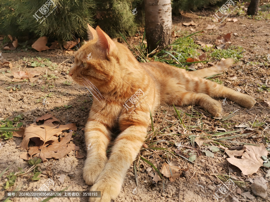 橘猫流浪猫