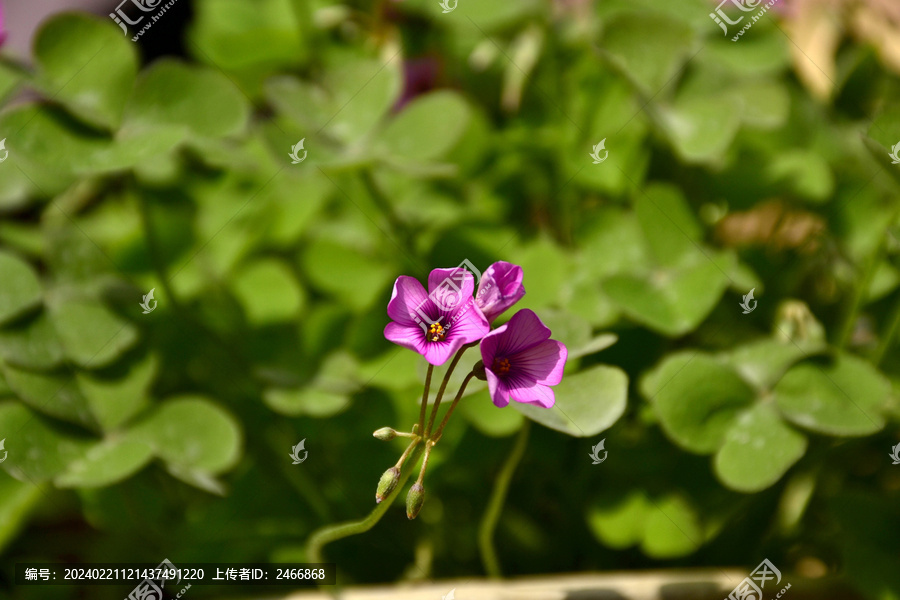 红花酢浆草