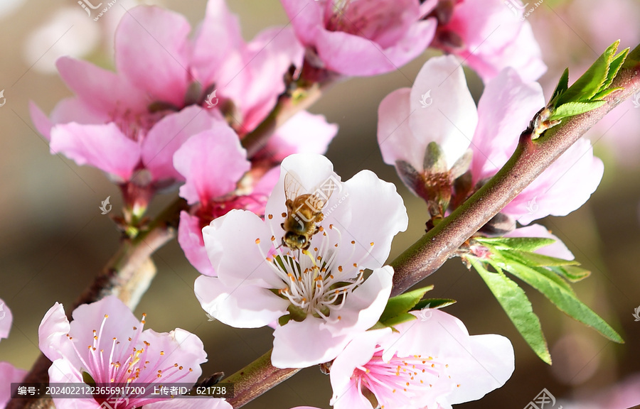 蜜蜂在桃花间采蜜
