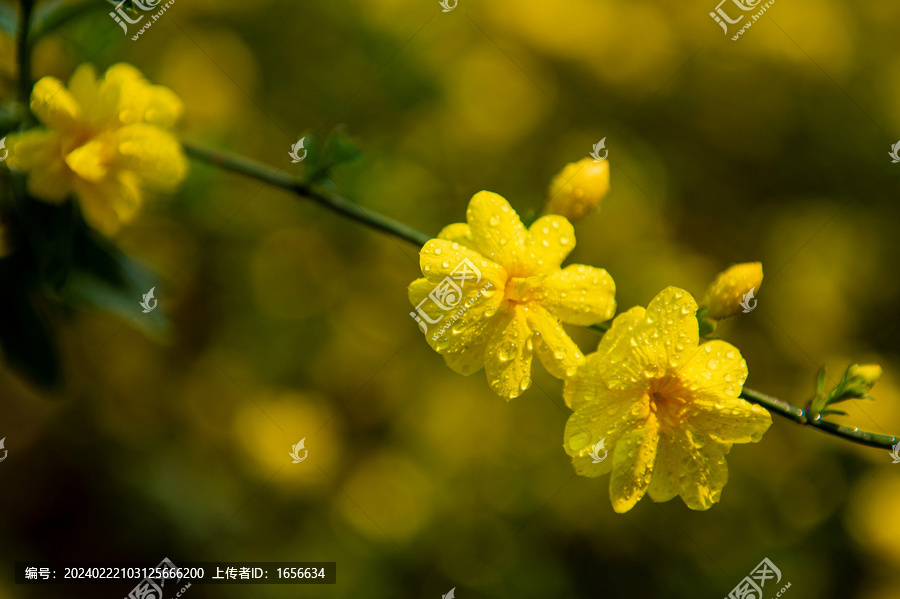 迎春花