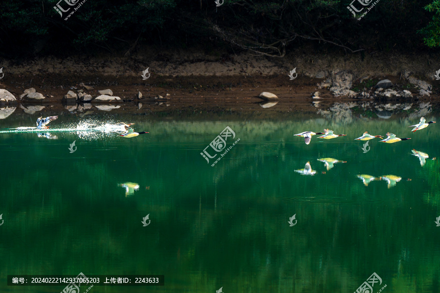 福建福州永泰大樟溪中华秋沙鸭