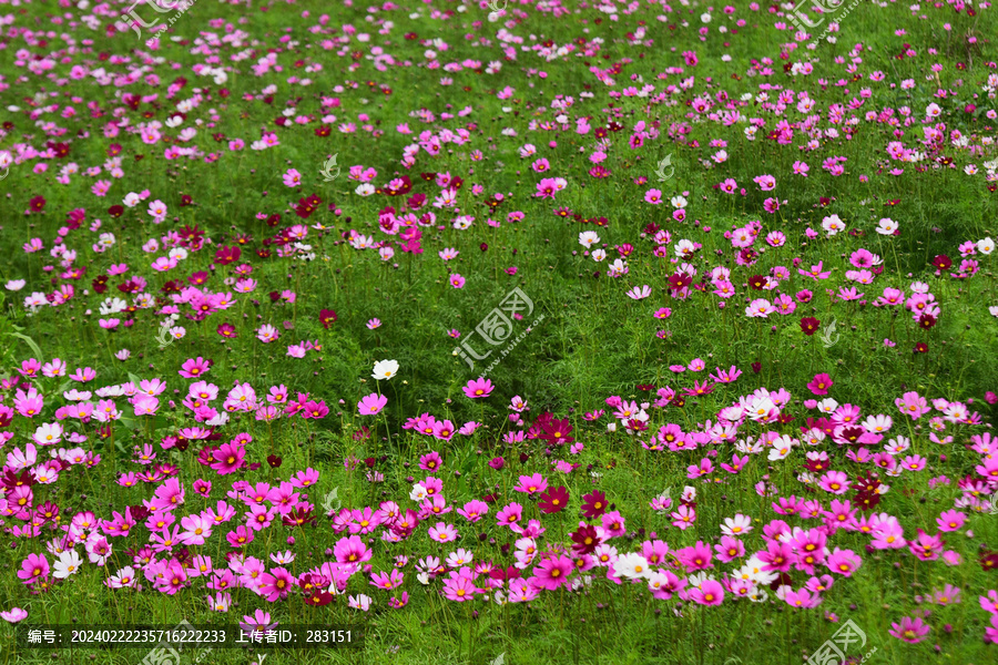 格桑花