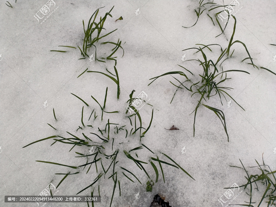 雪地野草