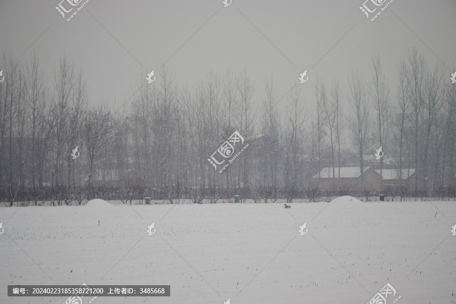 下雪天在雪中麦地奔跑的小狗