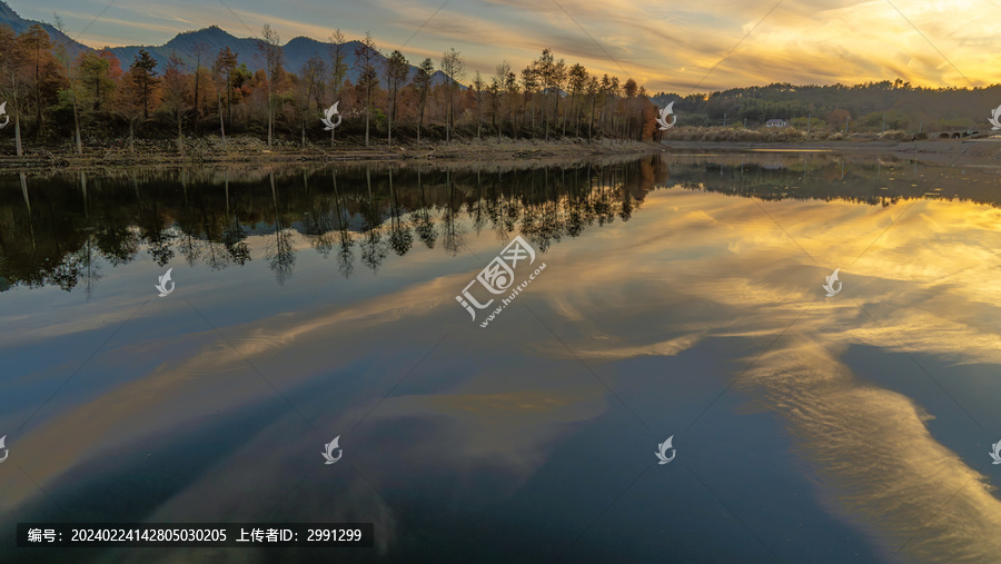 夕阳下的落羽杉