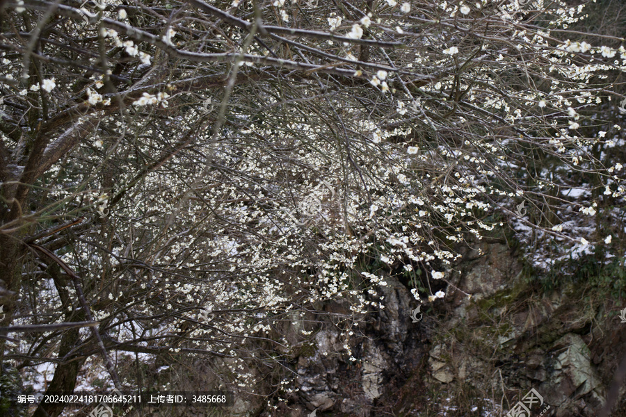 瘦硬山石与在冻雨中盛开的绿萼梅