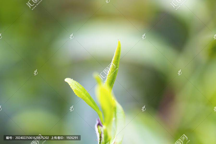 新鲜的嫩茶叶茶芽孢