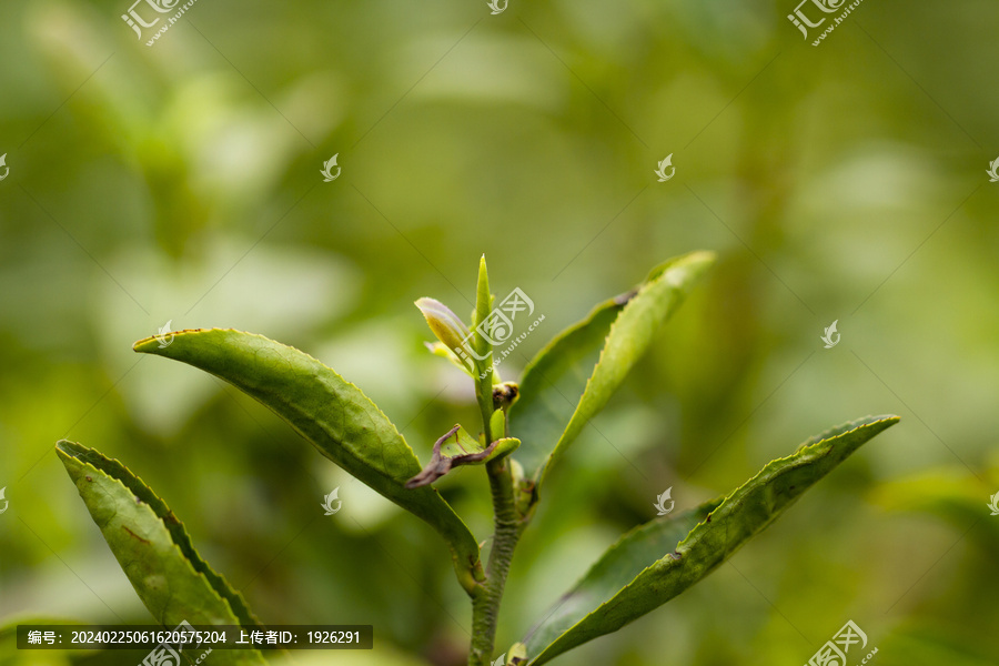 新鲜的嫩茶叶茶芽孢