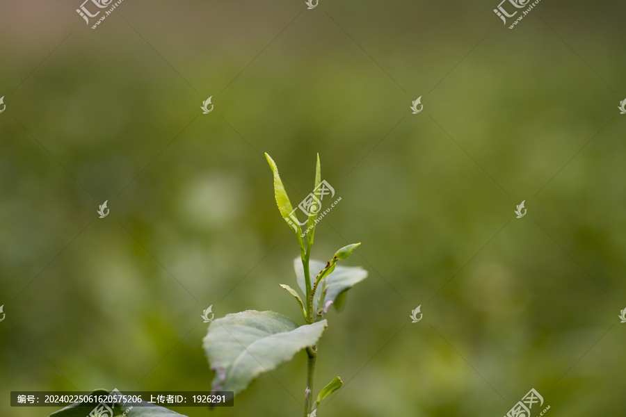 新鲜的嫩茶叶茶芽孢