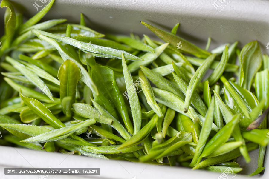 新鲜的嫩茶叶茶芽孢