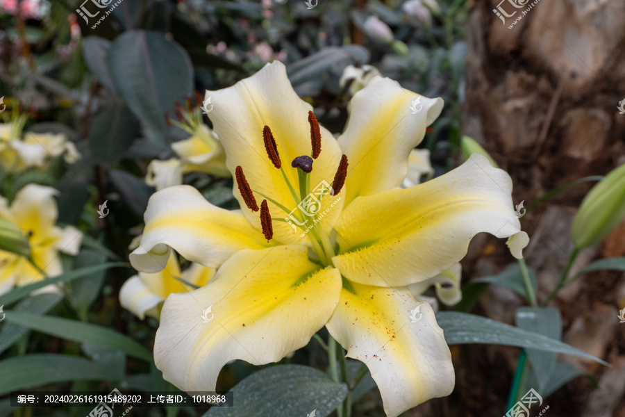 黄色百合花蕊