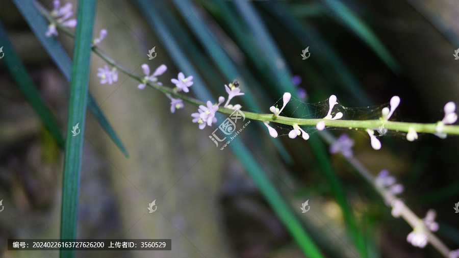 麦冬草开花了