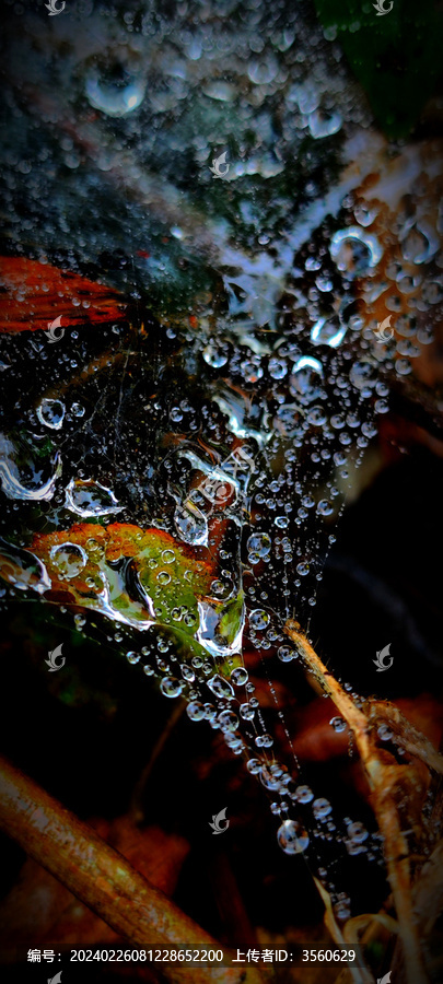 雨露网蛛