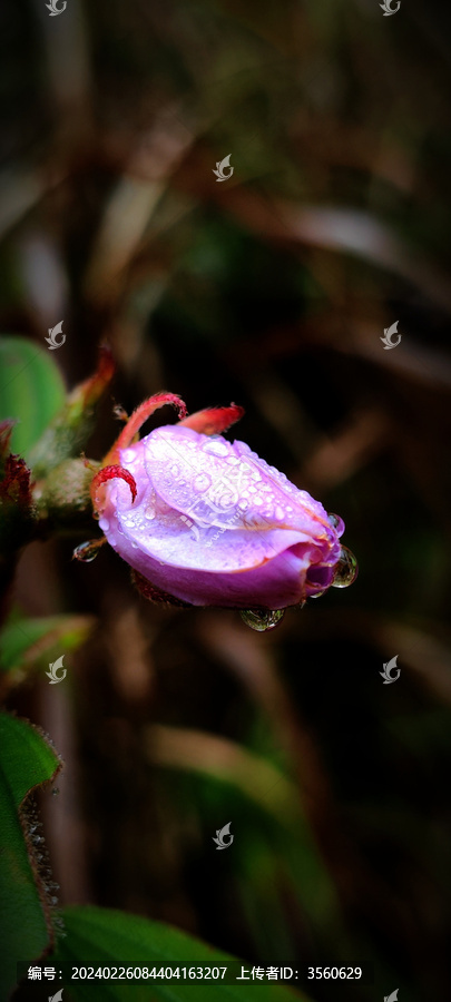 浆果花