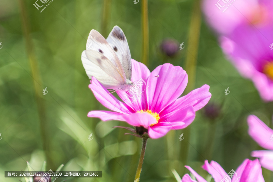 蝴蝶授粉花朵