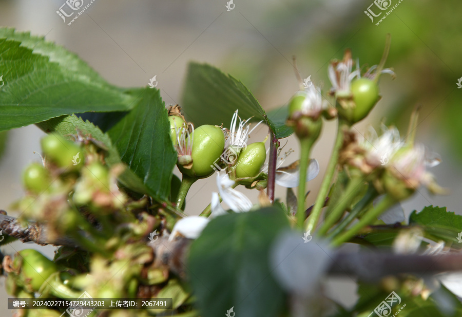 茁壮成长的樱桃幼果