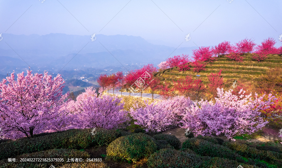 重庆市江津樱花园樱花盛开