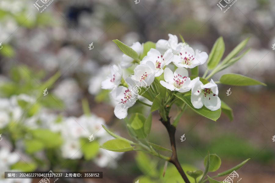 梨花白色的花