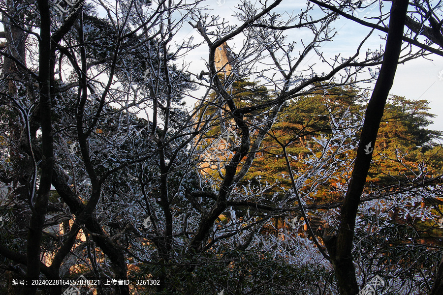 黄山山顶树枝冰凌