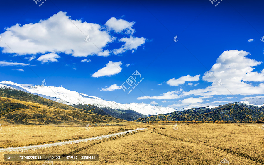蓝天白云下的北疆禾木秋季草原