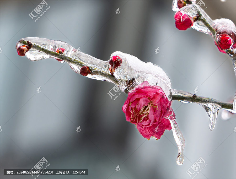 冻雨中的梅花