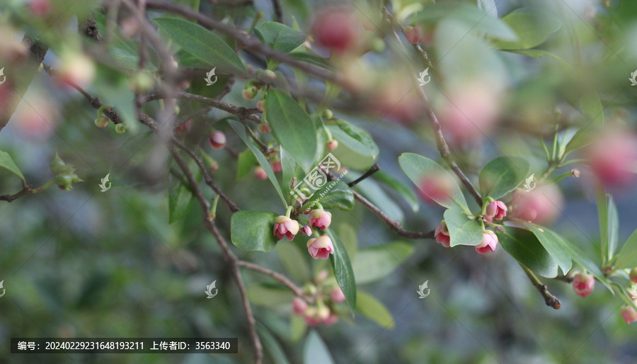 八角花茴香花