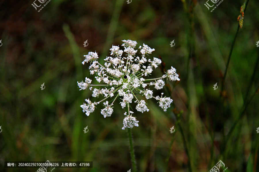 蛇床花小白花