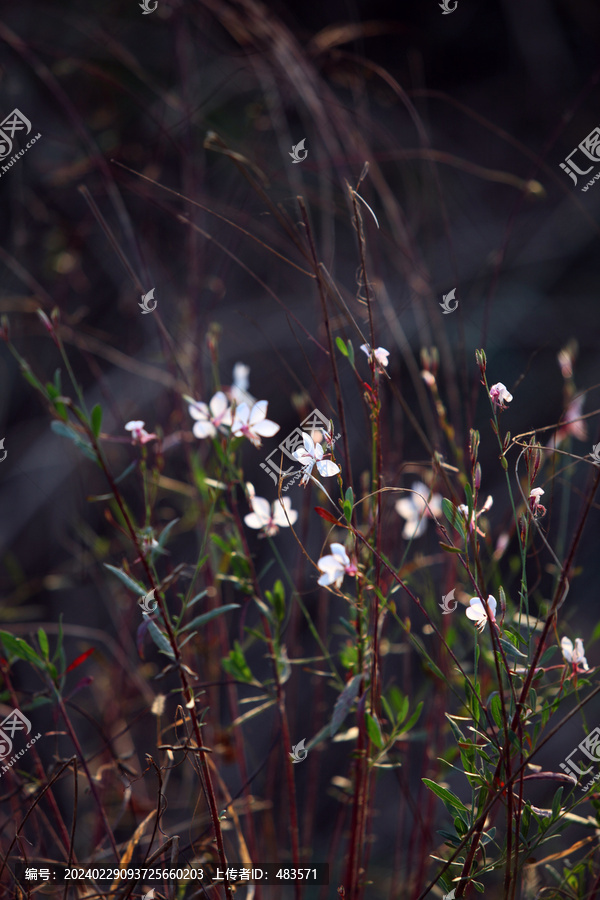 山桃草花