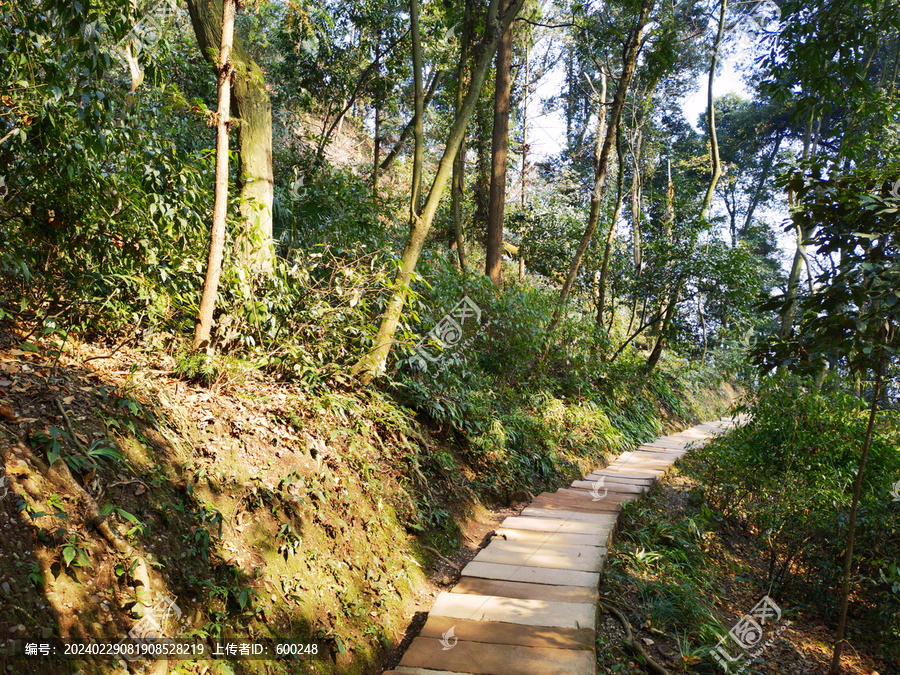 青城山森林登山步道