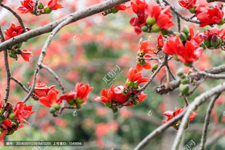 木棉花