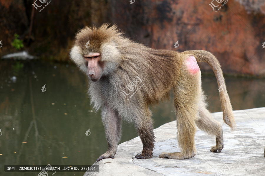 上海动物园生活一群阿拉伯狒狒