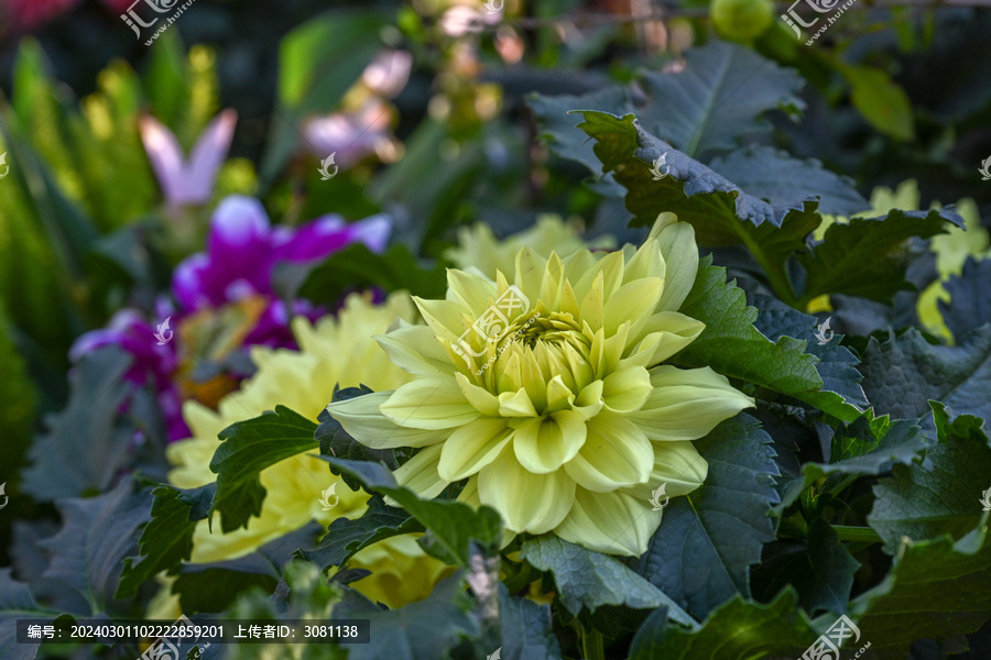 菊花彩菊线菊花朵百日菊野菊花