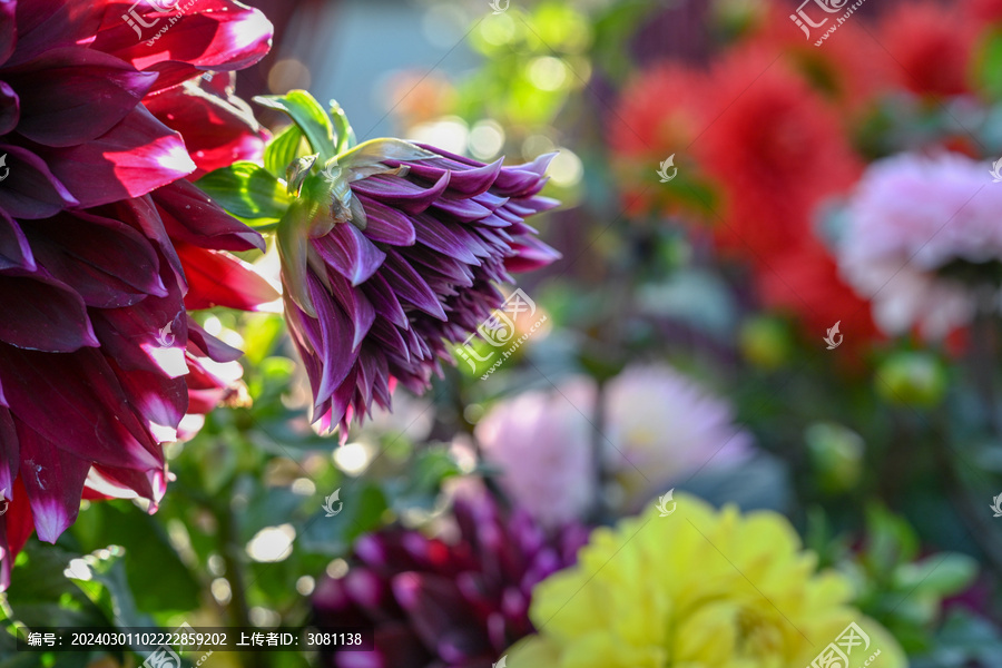 菊花彩菊线菊花朵百日菊野菊花