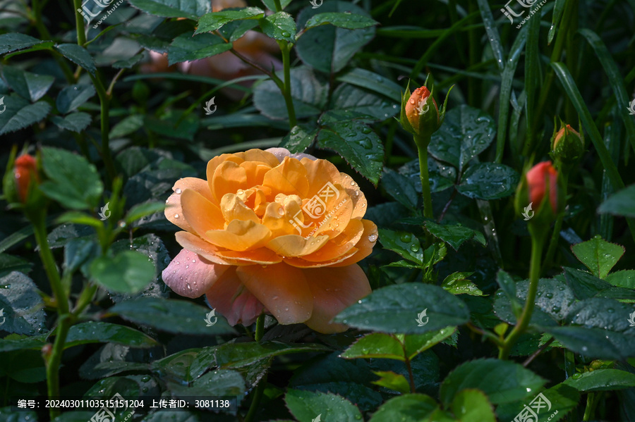 月季月季花黄色月季花彩色月季花