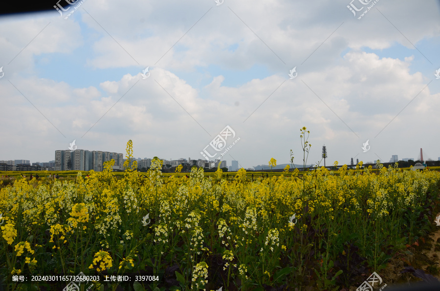 多彩油菜花海