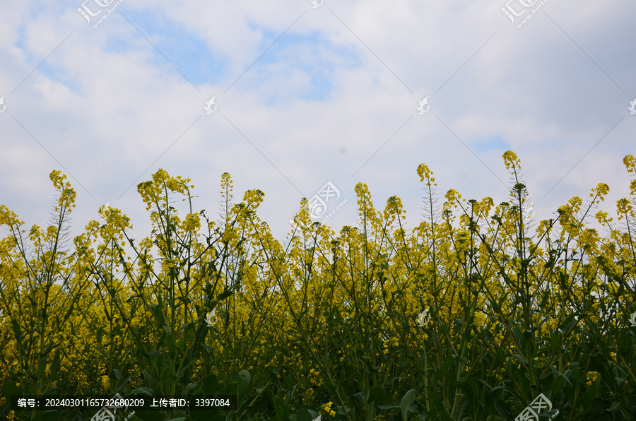 油菜花开