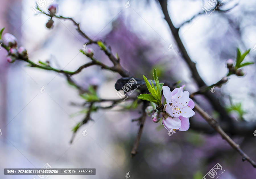 桃花特写