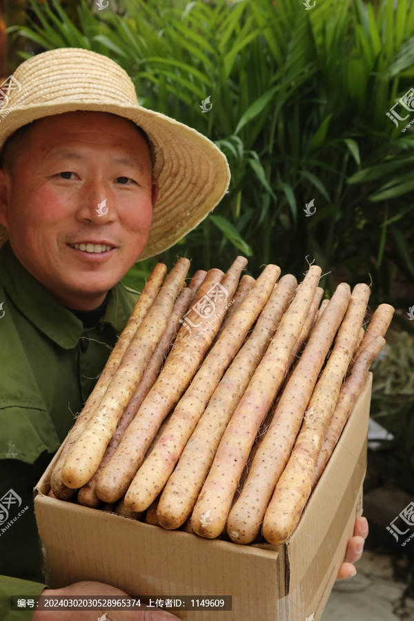 铁棍山药