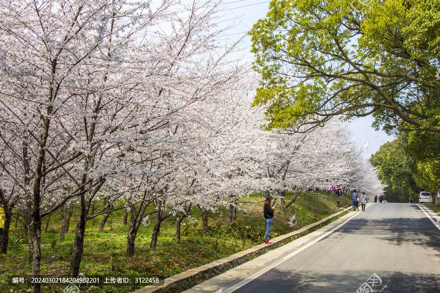 贵州平坝樱花园樱花盛开