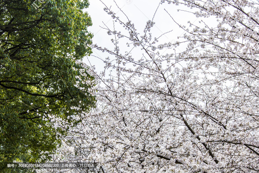 贵州平坝樱花园樱花盛开