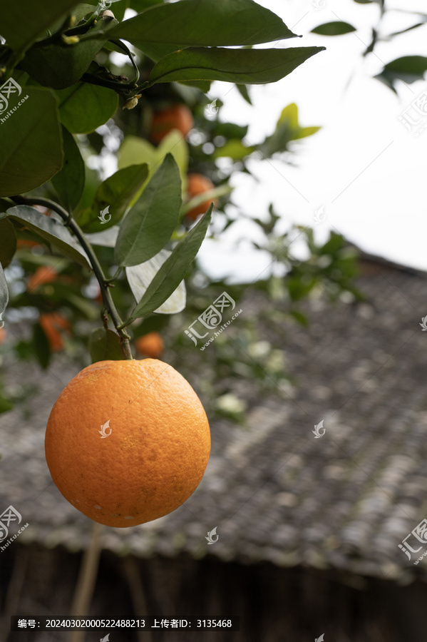 灰瓦屋前的脐橙成熟了