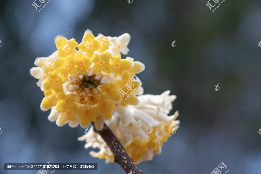 一朵盛开的结香花特写