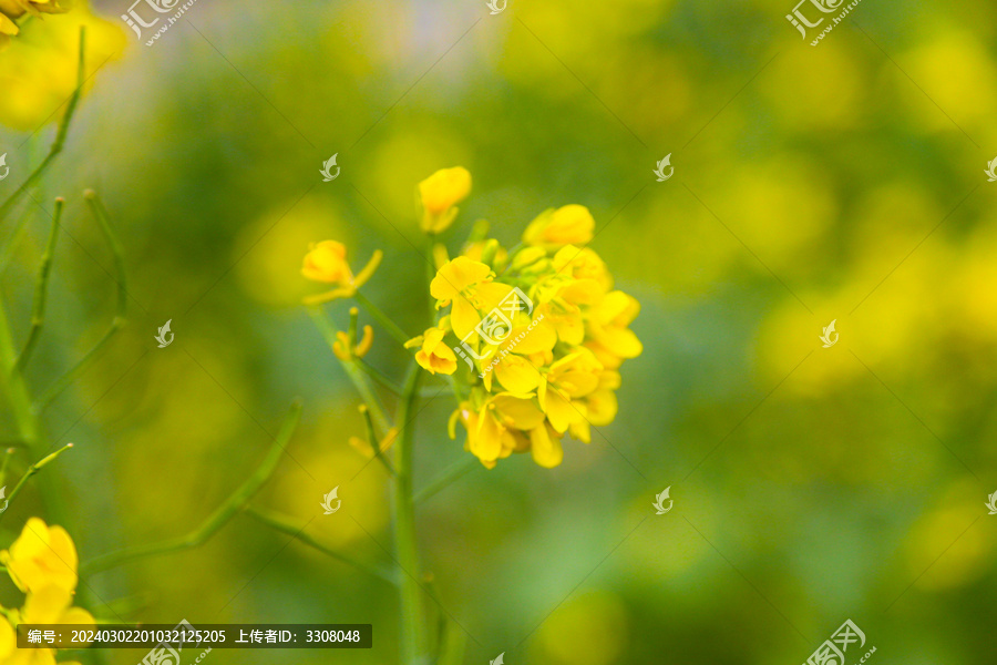 油菜花特写