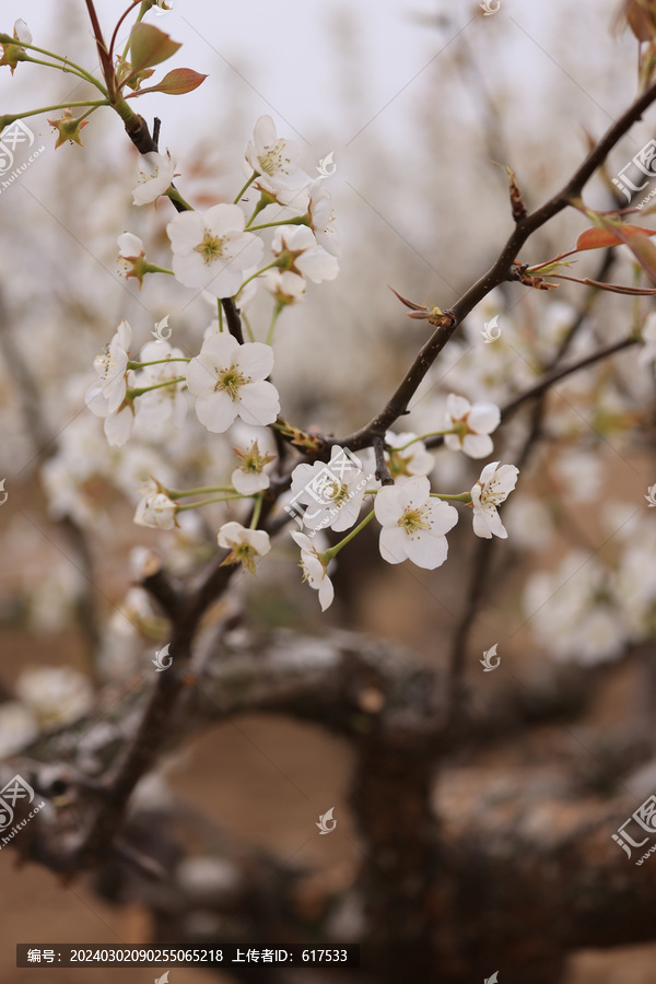 树枝上的梨花