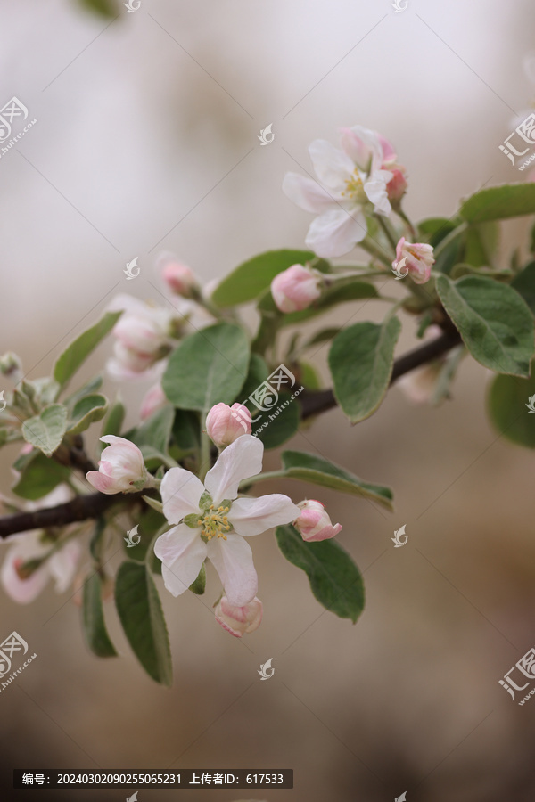 苹果树花