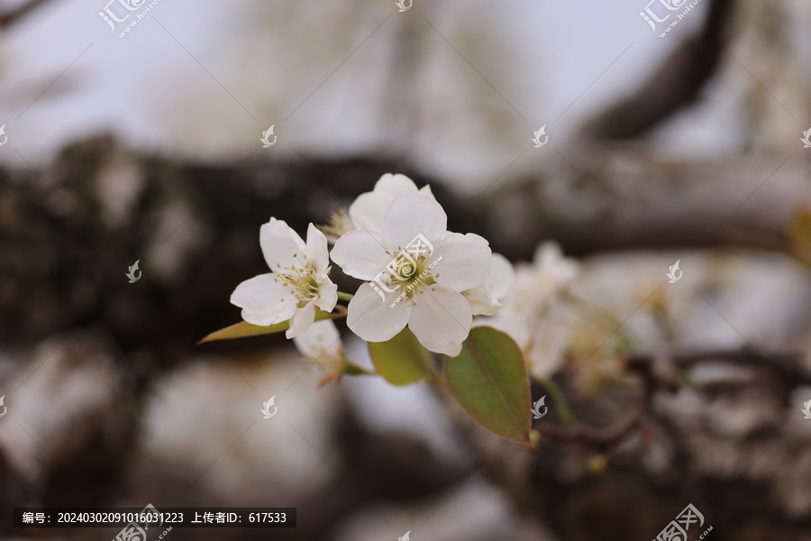 雪白梨花