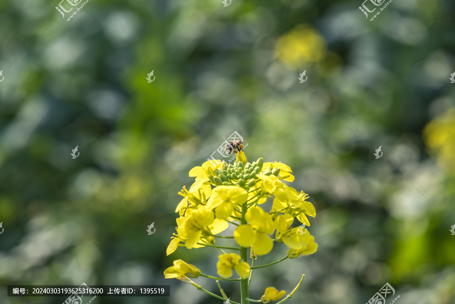 春天油菜花蜜蜂