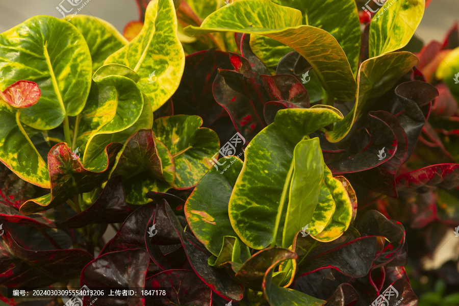 植物叶子