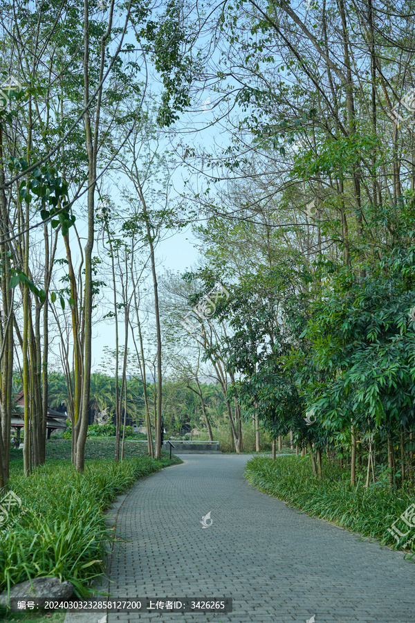 公园里沿着树的空路